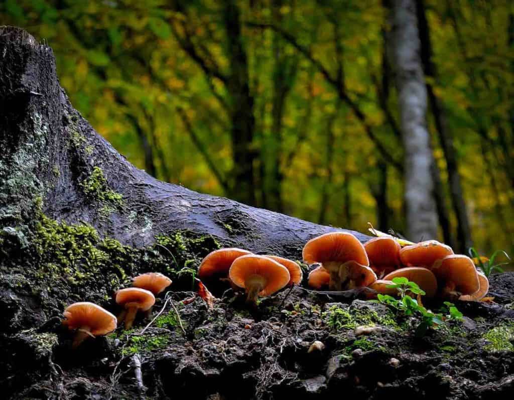 Mendocino Mushroom Tours 1 Image: Mushrooms in a forest - Mendo Insider Tours