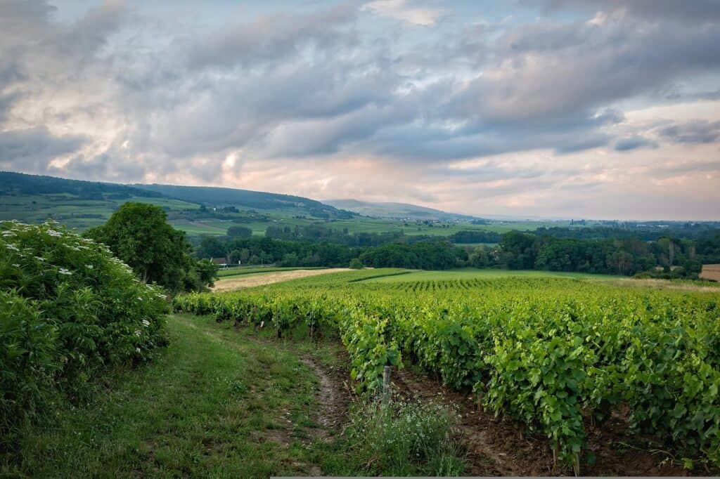 vineyard, field, rural-6399505.jpg